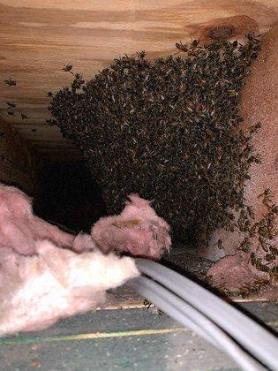 Florida Natural Pest, LLC