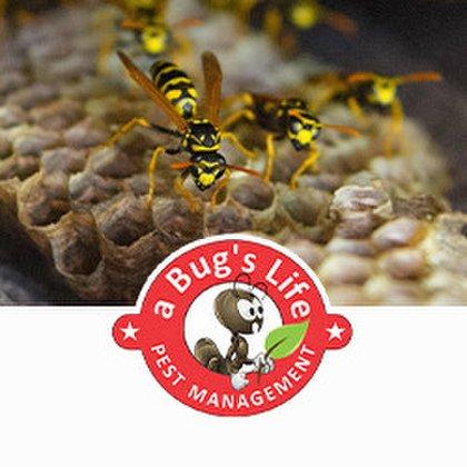 A Bug's Life Pest Management Inc.