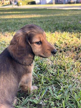 AZ Doxies | Dachshund Breeder