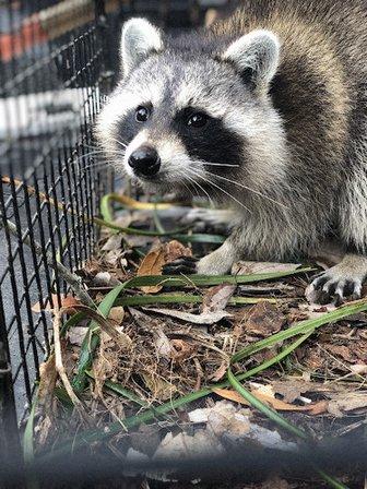Wildlife Works of Central Florida LLC