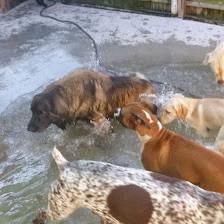 Sheldegren Pet Resort & Salon
