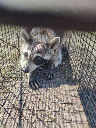 Dunedin Rat Removal Service