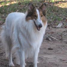 Heathland Collies