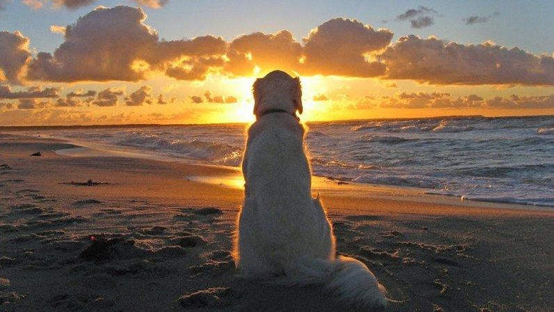 John Walton School For Dogs - Dog Trainer in Sarasota, FL