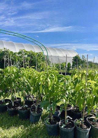 Sow Exotic Nursery