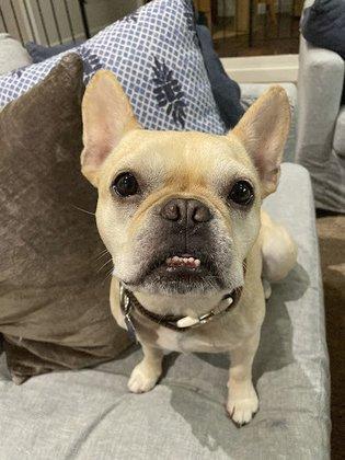 Wellness Animal Hospital - Palmer Ranch