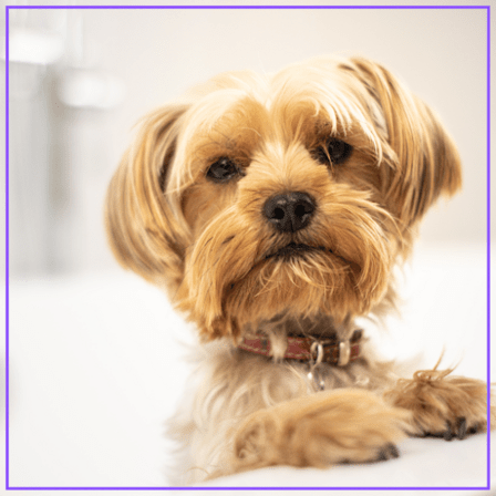 PET LOVERS INC