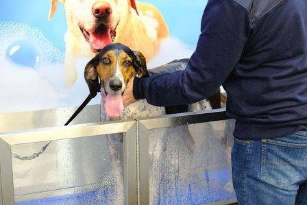 DOGPerfect - The Landings of Sarasota