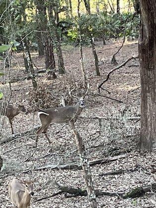 Triple S Ranch