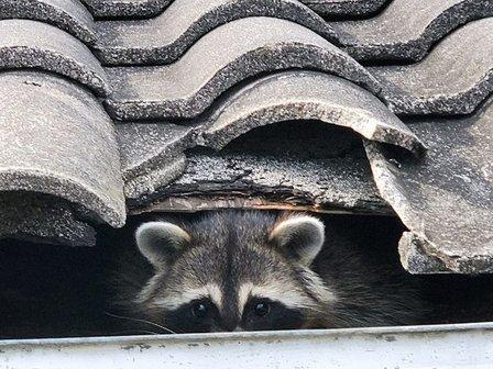 Dunedin Animal Removal