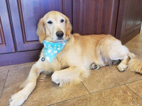 Westlake Animal Inn Pet Resort & Grooming