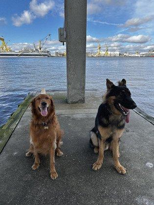 Gator Alley Dog Training, LLC