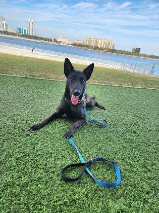 PLAY! K9 Academy