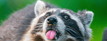 Trap Kings Animal Trapping & Pest Control Services