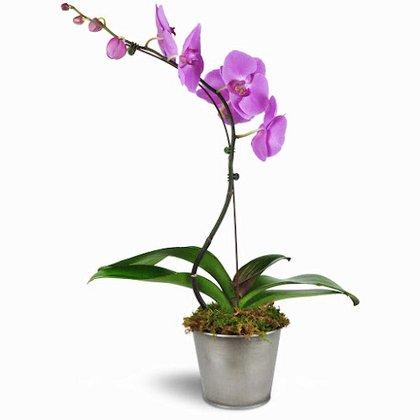 Tallevast Florist