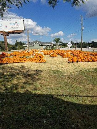 St. John's Pumpkin Patch