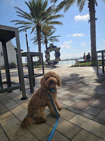 Diva Dogs Pet Grooming