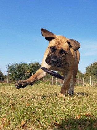 FDF Canine Services