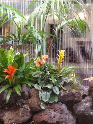 Tropex Plant Sales Leasing