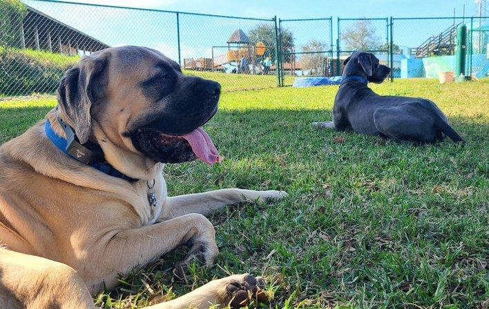 Bark Park (Large)