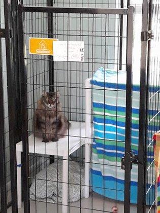 Cozy Cat Inn