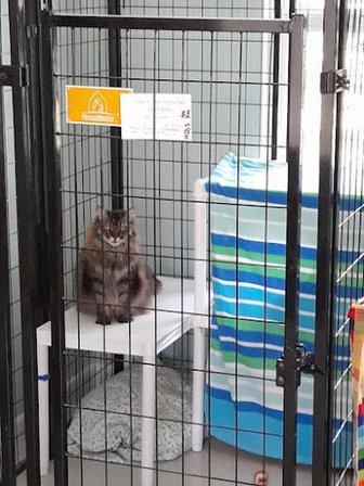 Cozy Cat Inn