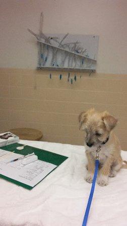 Haines City Pet Hospital