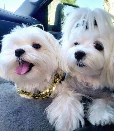 Grooming Deals