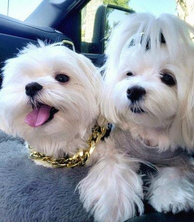 Grooming Deals