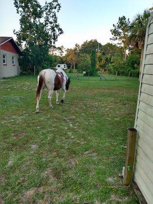 Dan Post Quarter Horse Sales