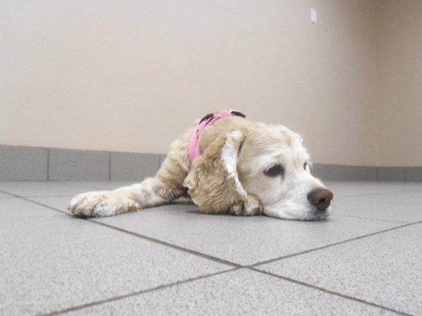 Best Care Animal Hospital