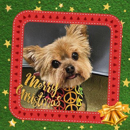 Holly Hill Dog Grooming.