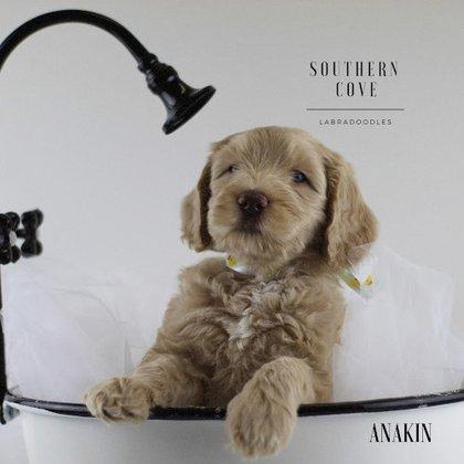 Southern Cove Labradoodles