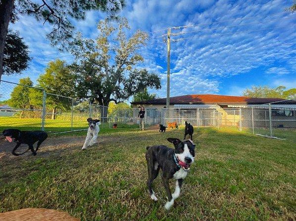 Suncoast Dog Daycare
