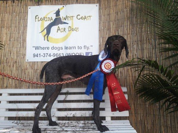 Florida West Coast Air Dogs