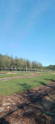 Sharp Tree Farm