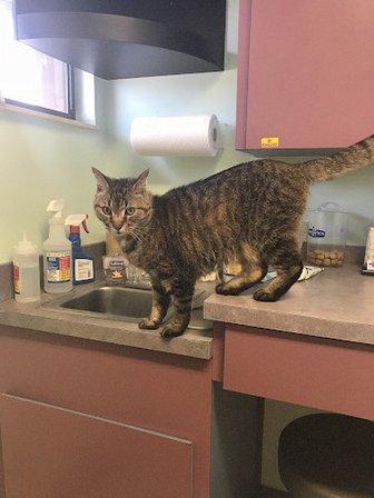 All Pets Hospital