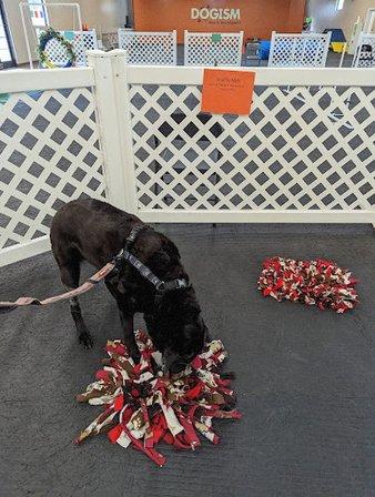 Dogism