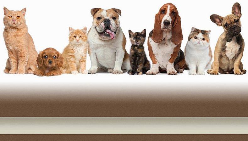 Highland Animal Hospital