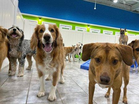 Hounds Town - Bradenton
