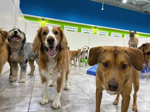 Hounds Town - Bradenton