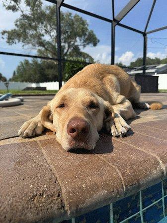Garner Veterinary Services- Dr. Kelley Garner (JACARANDA ANIMAL HOSPITAL)