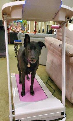 American Dog Fitness