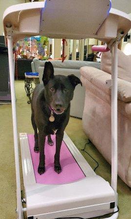 American Dog Fitness