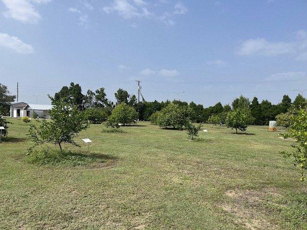 Florida Citrus Arboretum