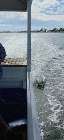 Salty Dolphin Tours
