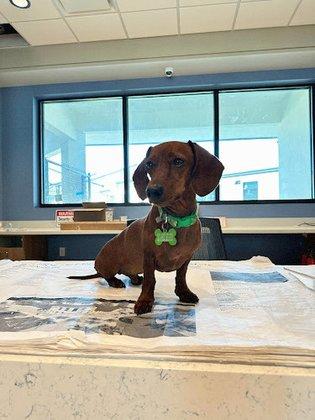 Bayside Pet Resort