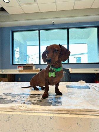 Bayside Pet Resort