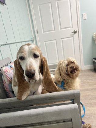 Coastal Veterinary Care