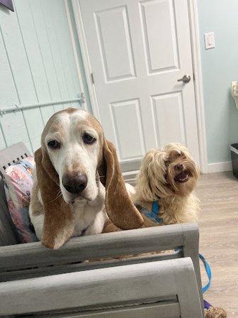 Coastal Veterinary Care